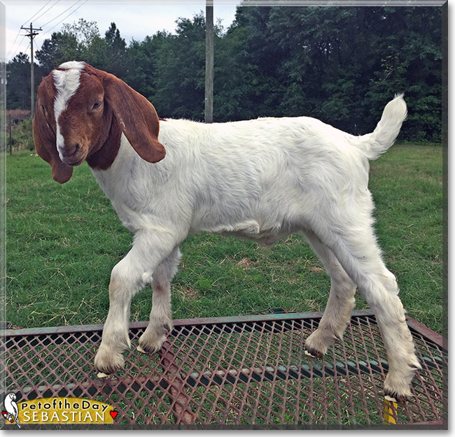 Sebastian the Boer Goat, Pet of the Day Sebastian the Boer Goat, the Pet of the Day