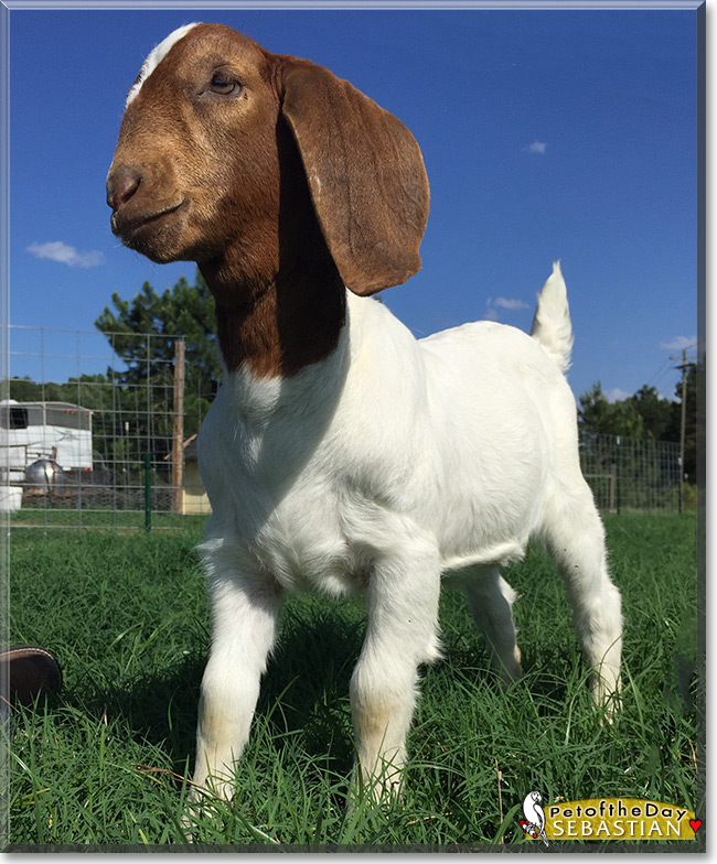 Sebastian the Boer Goat, Pet of the Day Sebastian the Boer Goat, the Pet of the Day