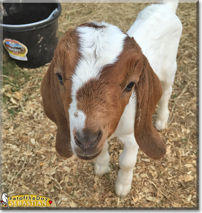 Sebastian the Boer Goat, Pet of the Day Sebastian the Boer Goat, the Pet of the Day