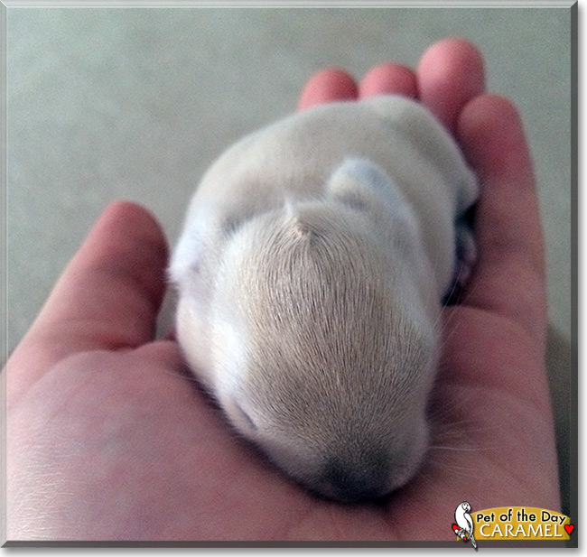 Caramel Macchiato the Lop/Rex mix Rabbit, Pet of the Day Caramel Macchiato the Lop/Rex mix Rabbit, Pet of the Day