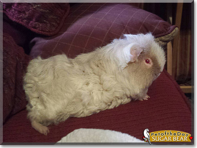 Sugar Bear the Texel Guinea Pig, Pet of the Day Sugar Bear the Texel Guinea Pig, the Pet of the Day