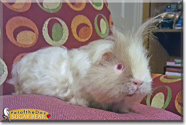 Sugar Bear the Texel Guinea Pig, Pet of the Day Sugar Bear the Texel Guinea Pig, the Pet of the Day