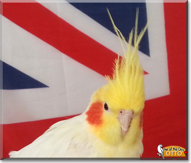  Otto the Cockatiel, Pet of the Day