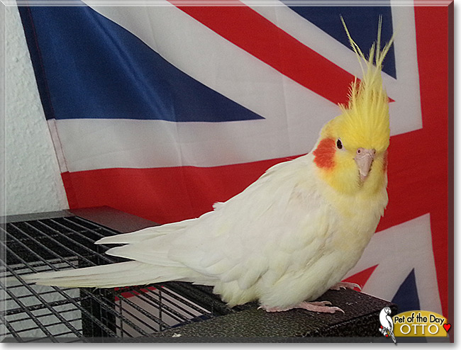 Otto the Cockatiel, the Pet of the Day
