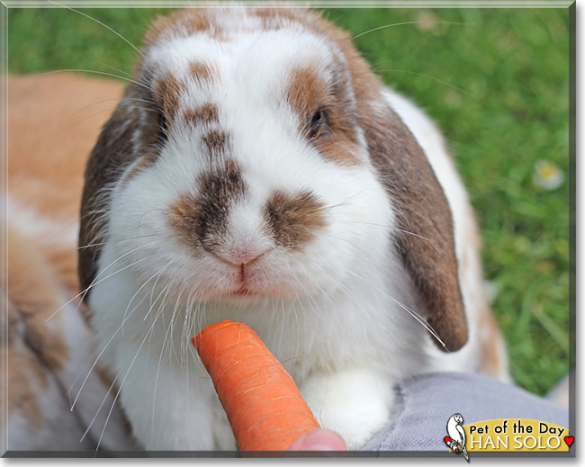 Han Solo the Holland Lop Rabbit, Pet of the Day Han Solo the Holland Lop Rabbit, the Pet of the Day