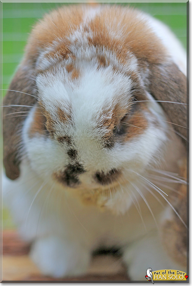 Han Solo the Holland Lop Rabbit, Pet of the Day Han Solo the Holland Lop Rabbit, the Pet of the Day