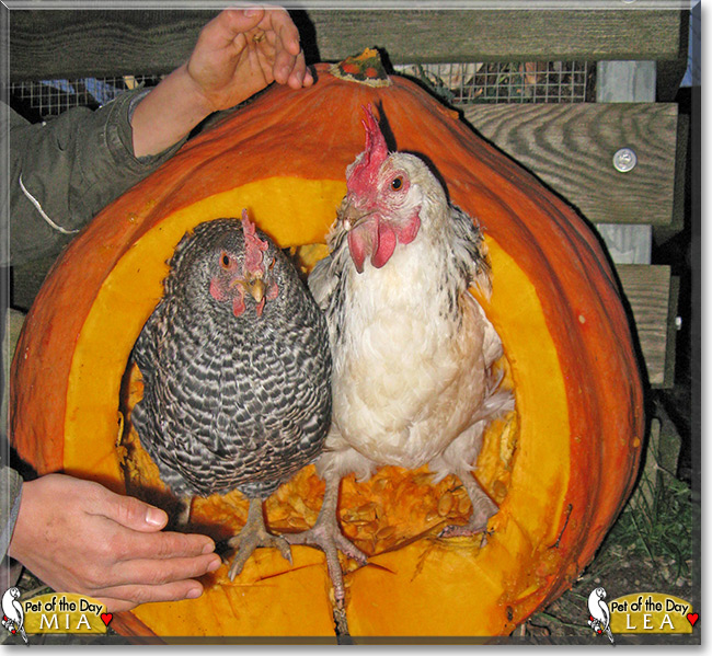 Lea and Mia the Chickens, Pet of the Day Lea and Mia the chickens, Pet of the Day