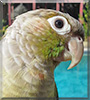 May the Green Cheek parrot