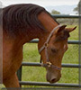 Dante the Arabian Horse