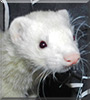 Milo the Ferret