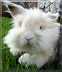 Muru the Lionhead/Lop Rabbit