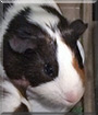 Lily the Guinea Pig