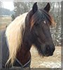 Wasabi the Gypsy Vanner/Friesian mix