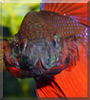 Igneel the Veiltail Betta Fish