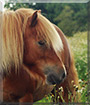 Cupid the Shetland Pony