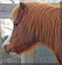 Pockets the Miniature Horse 