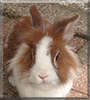 Bunny the Lionhead Rabbit