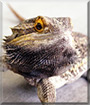 Eddie the Bearded Dragon