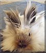 Eevee the Lionhead Rabbit