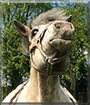 Moritz the Horse