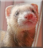Copper the Ferret