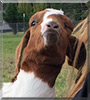 Sebastian the Boer Goat