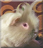 Sugar Bear the Texel Guina Pig