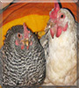 Lea and Mia the chickens