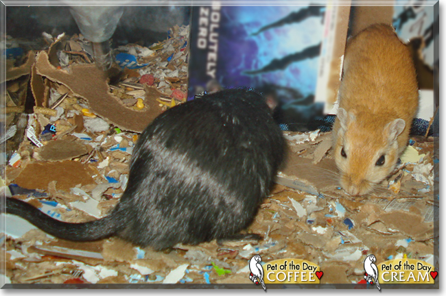 Coffee and Cream the Gerbils, the Pet of the Day Coffee and Cream the Gerbils, the Pet of the Day