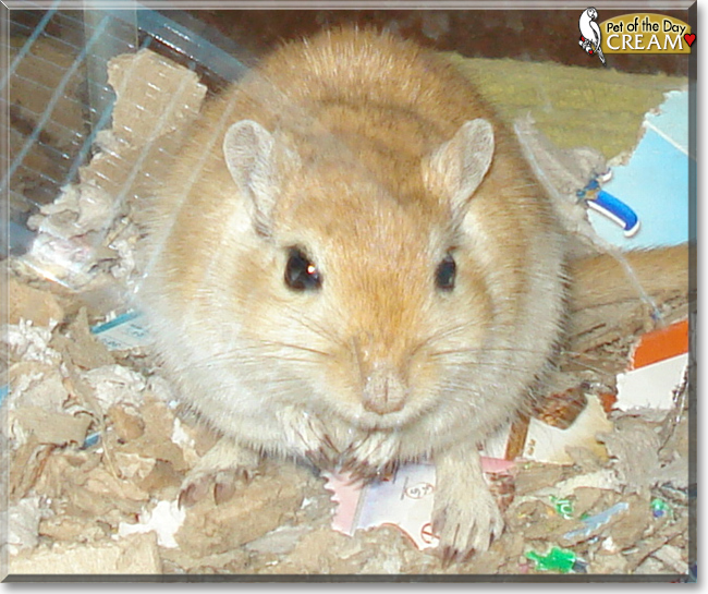 Coffee and Cream the Gerbils, the Pet of the Day