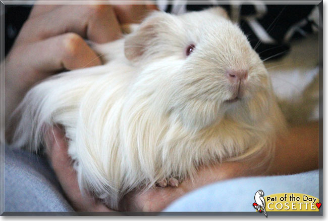 Cosette the Guinea Pig, the Pet of the Day Cosette the Guinea Pig, the Pet of the Day