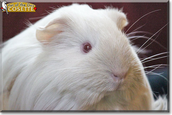 Cosette the Guinea Pig, the Pet of the Day