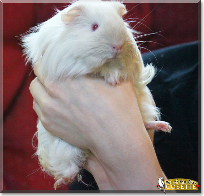 Cosette the Guinea Pig, the Pet of the Day
