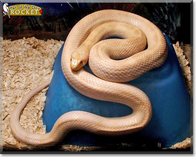 Rocket the Albino Black Rat Snake, the Pet of the Day Rocket the Albino Black Rat Snake, the Pet of the Day