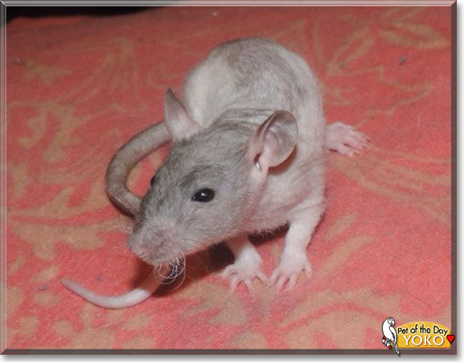 Yoko the Fancy Rat, the Pet of the Day Yoko the Fancy Rat, the Pet of the Day