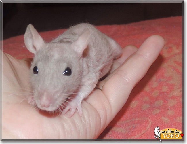 Yoko the Fancy Rat, the Pet of the Day, the Pet of the Day