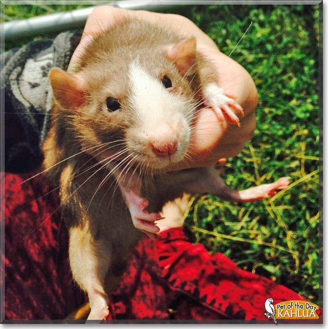 Kahlua the Mink Dumbo Rat, the Pet of the Day Kahlua the Mink Dumbo Rat, the Pet of the Day
