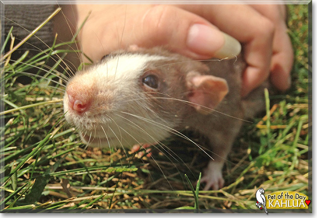 Kahlua the Mink Dumbo Rat, the Pet of the Day, the Pet of the Day