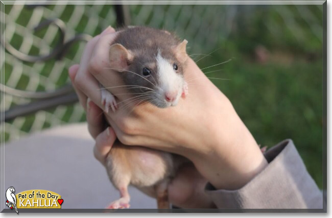 Kahlua the Mink Dumbo Rat, the Pet of the Day, the Pet of the Day