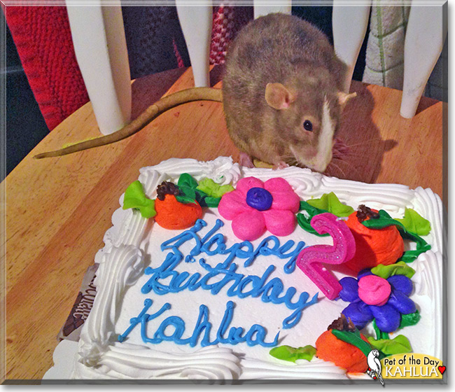 Kahlua the Mink Dumbo Rat, the Pet of the Day, the Pet of the Day