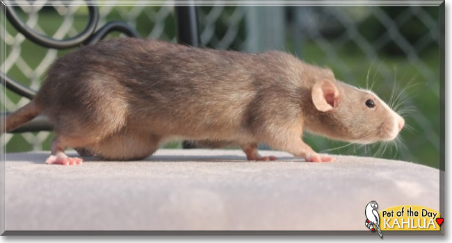 Kahlua the Mink Dumbo Rat, the Pet of the Day, the Pet of the Day