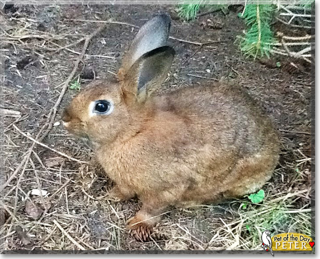 Peter the Rabbit, the Pet of the Day Peter the Rabbit, the Pet of the Day