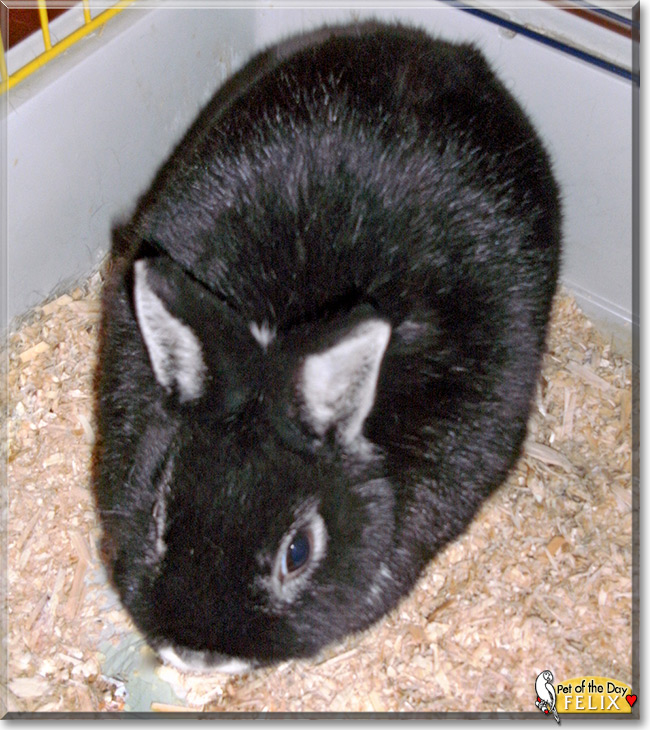 Felix the Dwarf Rabbit, the Pet of the Day