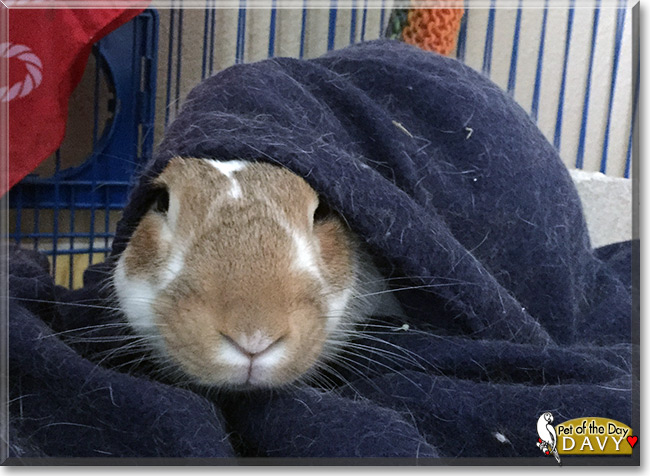 Davy the English Spot Rabbit, the Pet of the Day