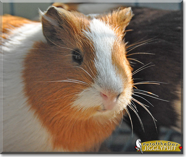 Jigglypuff the Guinea Pig, the Pet of the Day Jigglypuff the Guinea Pig, the Pet of the Day