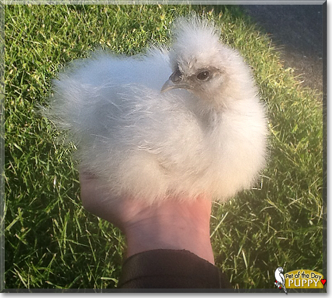 Puppy the Silkie Chicken, the Pet of the Day Puppy the Silkie Chicken, the Pet of the Day