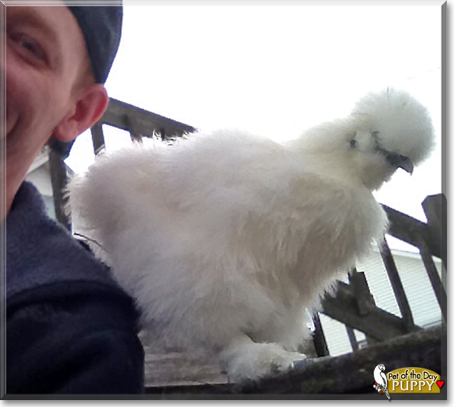 Puppy the Silkie Chicken, the Pet of the Day