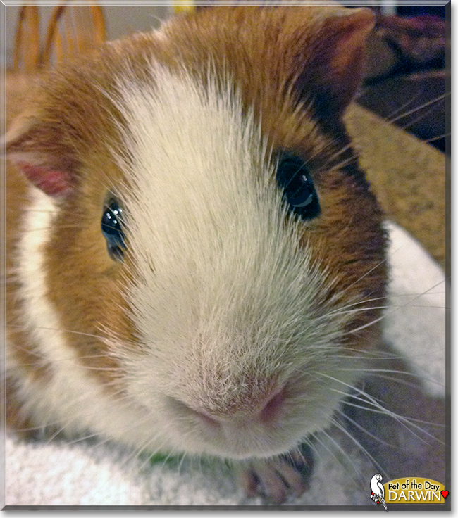 Darwin the Guinea Pig, the Pet of the Day Darwin the Guinea Pig, the Pet of the Day