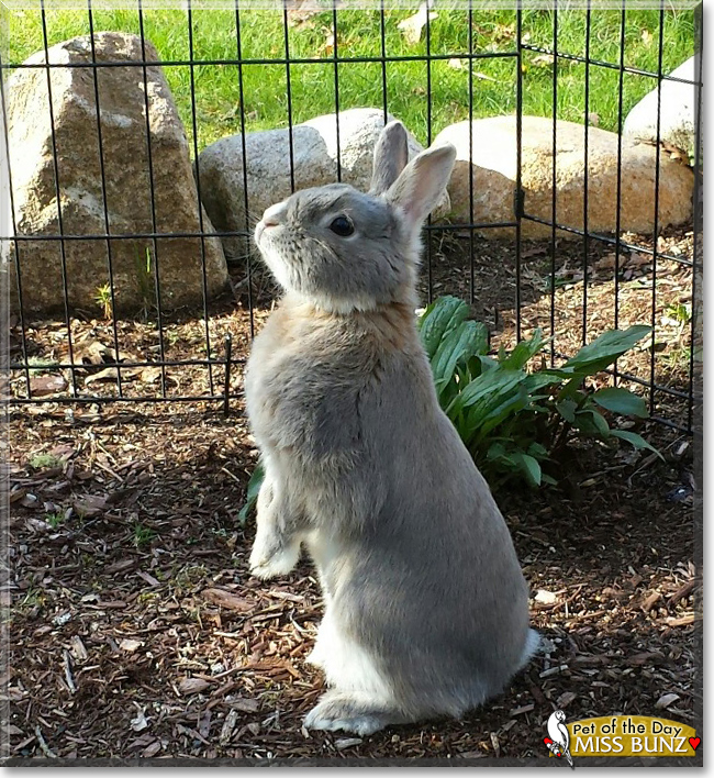 Miss Bunz the Dwarf Rabbit mix, the Pet of the Day