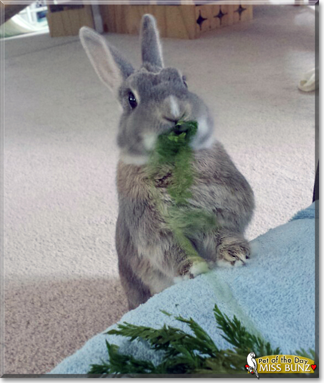Miss Bunz the Dwarf Rabbit mix, the Pet of the Day